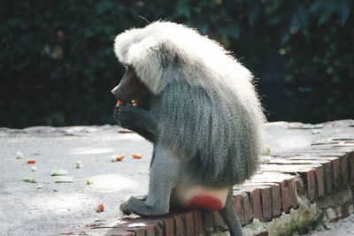 Close-up of dog looking away