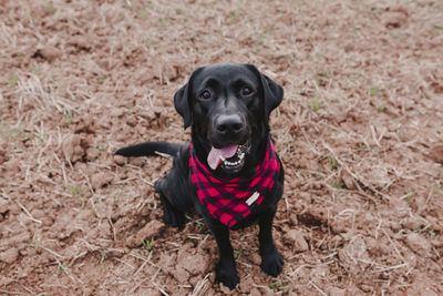 High angle portrait of dog on field