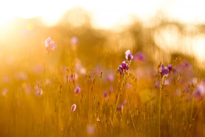 Close-up of purple flowering plants on field during sunset