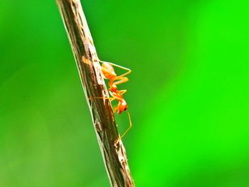 Close-up of red ant on plant