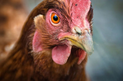 Close-up of a hen