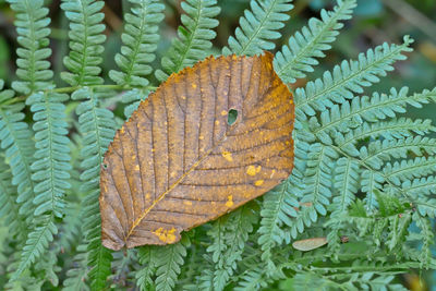 leaf