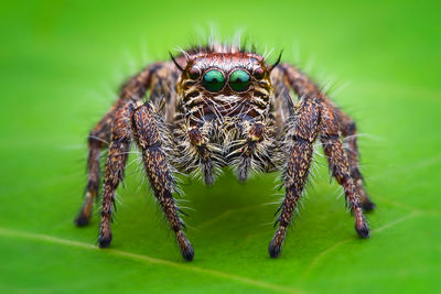 Close-up of spider