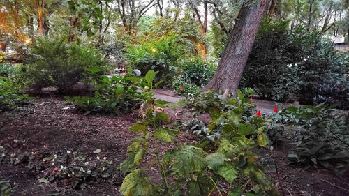 Plants and trees in park
