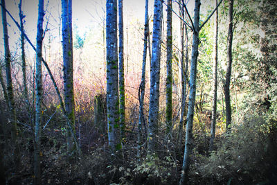 Plants growing on tree trunk