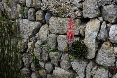 Close-up of rocks on stone wall