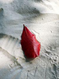 High angle view of maple leaf on concrete