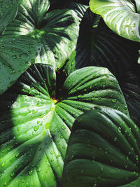 Close-up of wet leaves