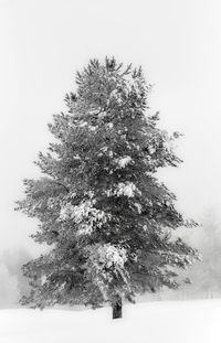 Trees on snow covered landscape against sky