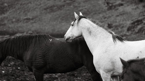 Horses on pasture, in the heard together, happy animals, portugal lusitanos