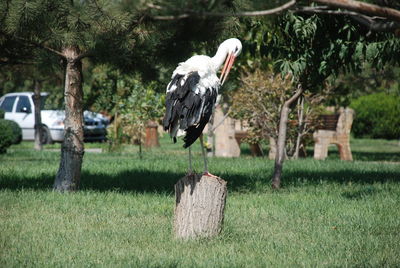 Bird perching on a field