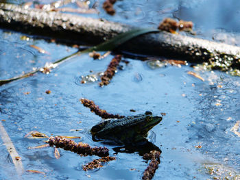 Close-up of turtle in lake