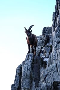 Low angle view of mountain goat standing on rock against clear sky