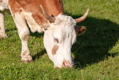 Cow grazing in a field