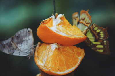 Close-up of orange slice