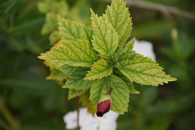 Close-up of plant