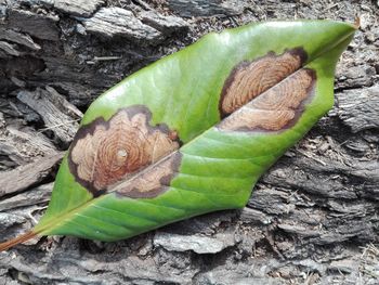 High angle view of green leaves