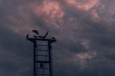 Low angle view of bird perching on a pole