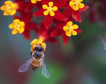 Close-up of bee on flower