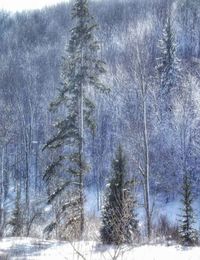 Full frame shot of trees during winter