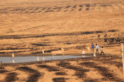 Scenic view of agricultural landscape