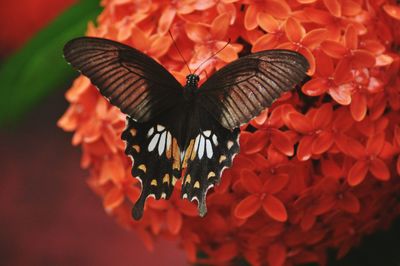 Close-up of butterfly on orange flower