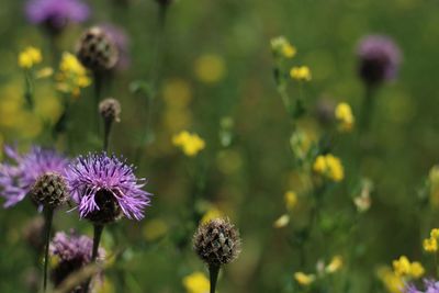 Close-up of purple flowering plants