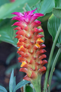 Close-up of pink flowering plant