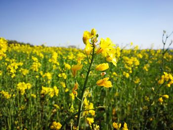 Close-up of fresh yellow flowering plants on field against sky
