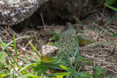 Close-up of frog on field