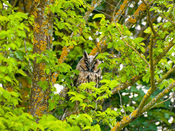 Close-up of butterfly perching on plant