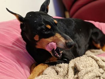 Close-up of a dog