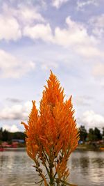Close-up of orange plant by lake against sky