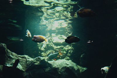 Fish swimming in aquarium