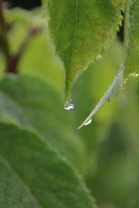 Close-up of dew drops on leaves