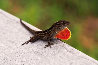 Close-up of lizard on rock