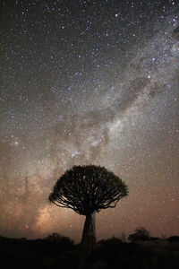 Low angle view of silhouette tree against sky at night