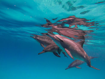 Low angle view of dolphin swimming in red sea