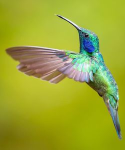 bird