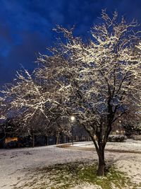 Bare trees on snow covered field against sky