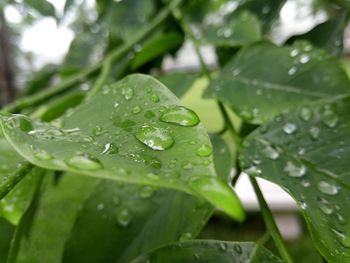 Close-up of water drops on leaves