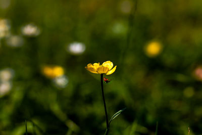 Close-up of yellow flowering plant on land