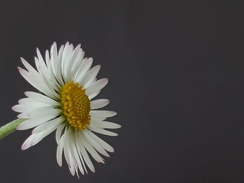 Close-up of daisy flower against black background