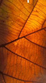 Close up of leaf