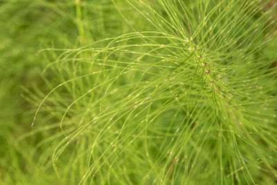 Full frame shot of wet plant