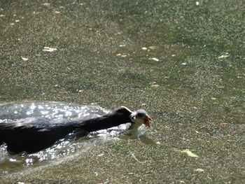 High angle view of duck swimming on lake