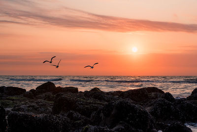 Silhouette birds flying over sea against orange sky