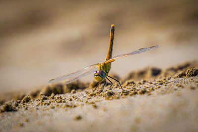 Close-up of dragonfly on rock