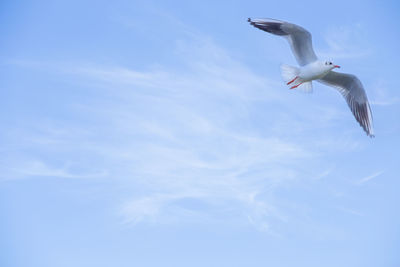 A seagull flies against a blue sky with a light cloud cover