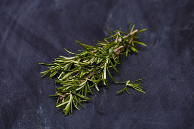 High angle view of plant on table